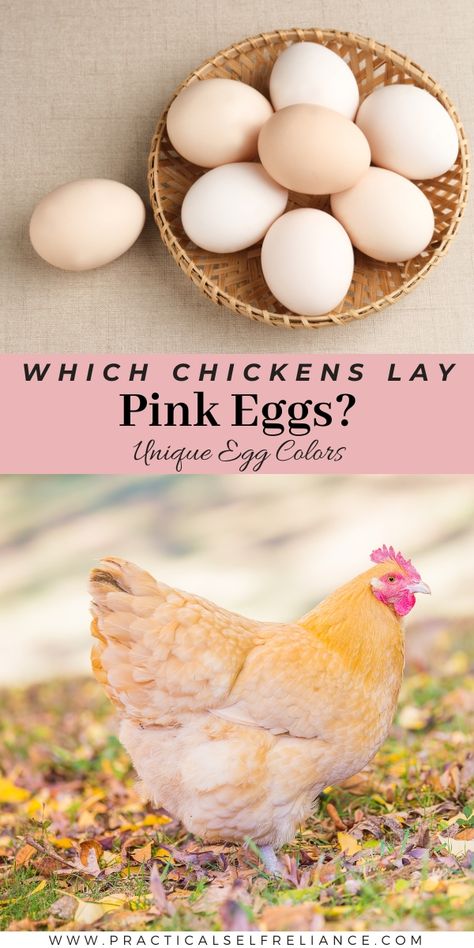 Pastel, Pink Egg Laying Chickens, Speckled Sussex Chicken Egg Color, Lavender Orpington Chickens Eggs, Buff Orpington Chickens Eggs, Wyandotte Chicken Eggs, Lavender Orpington Chickens, Delaware Chickens, Egg Chart