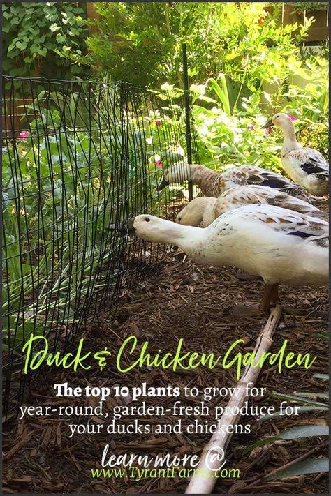 Permaculture, Ducks Or Chickens, Garden With Ducks, Types Of Ducks Chart, Ducks In The Garden, Duck Garden Ideas, Plants For Ducks, Garden For Chickens, Plants To Grow For Chickens