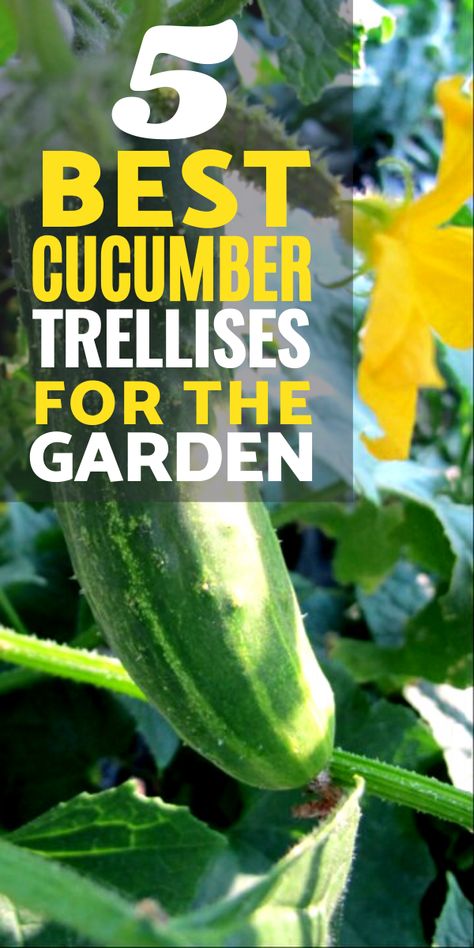 Cucumbers Garden Trellis Ideas, Cucumber Garden Trellis Diy, Cucumber Vines Trellis, Ideas For Vegetable Garden, Garden Trellis Ideas Diy Cucumber, Cucumber Pot Trellis, Cucumber Vertical Garden, Raised Garden Trellis Ideas, Cucumber Growing In Pots