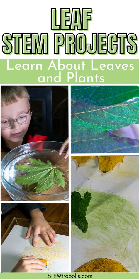 Examine leaves to learn how plants breathe and try some other fascinating projects and activities with plants.  Make some art projects with pigment from leaves or leaf rubbings and more.  Click to find kids activities, STEM challenges, STEAM projects and science experiments at STEMtropolis.com Leaf Stem Activities Preschool, Nature Stem Activities Preschool, Botany Activities For Kids, Leaf Science Experiments, Nature Stem Activities, Plant Stem Activities, Leaf Rubbings, Stem Activities Preschool, Stem Projects For Kids