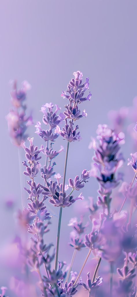 50+ Best Lavender iPhone Wallpapers 2024 (Free 4k HD Download) – CreativeBooster Nature, Lavender Iphone Aesthetic, Lavender Background Wallpapers, Purple Flower Aesthetic Wallpaper, Lavender Aesthetic Flower, Purple Aesthetic Flowers, Violeta Aesthetic, Lavender Wallpaper Aesthetic, Lavender Aesthetic Wallpaper