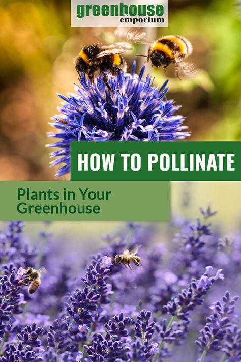 Pollinating plants in your greenhouse can be a challenge. There are many ways to handle pollination of flowers in a greenhouse. Bees and wind help flowers with pollination in the nature, and in your greenhouse they need more help. Read on to find out how to pollinate plants in a greenhouse! #greenhouseemporium #greenhousegardening #pollination Nature, Pollinating Plants, Flowers Falling, Common Garden Plants, Growing Greens, Greenhouse Plants, What Is Self, Pollinator Garden, Greenhouse Gardening