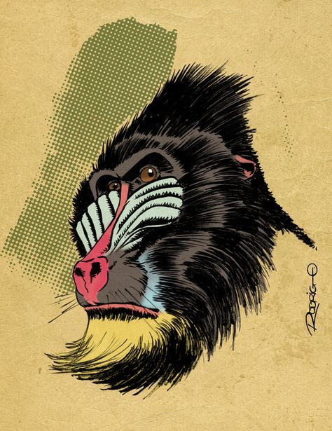 Baboon, Mandrill Art, Baboon Illustration, Monkey Illustration, Mandrill, Old School Tattoo Designs, Monkey Art, Desenho Tattoo, Old School Tattoo