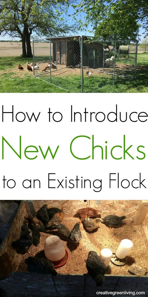 Raising Chicks, Homestead Chickens, Backyard Chicken Farming, Raising Backyard Chickens, Backyard Flocks, Chicken Garden, Keeping Chickens, Baby Chickens, Chicken Coop Plans