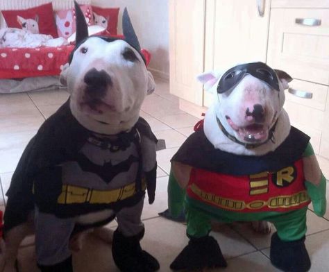 Happy Birthday Keith, Bull Terrier Funny, Batman Dog, Goofy Dog, Batman Funny, Funny Animal Photos, Batman And Robin, English Bull Terriers, Silly Dogs