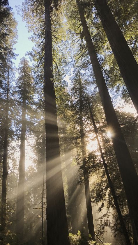 Pine Woods Aesthetic, Chill Nature Wallpaper, Calm Scenery Wallpaper, Lock Screen Scenery, Pretty Woods Nature, Outdoorsy Wallpaper Iphone, Best Wallpaper For Lock Screen, Cool Wallpapers For Lock Screen, Forrest Asethic Wallpaper