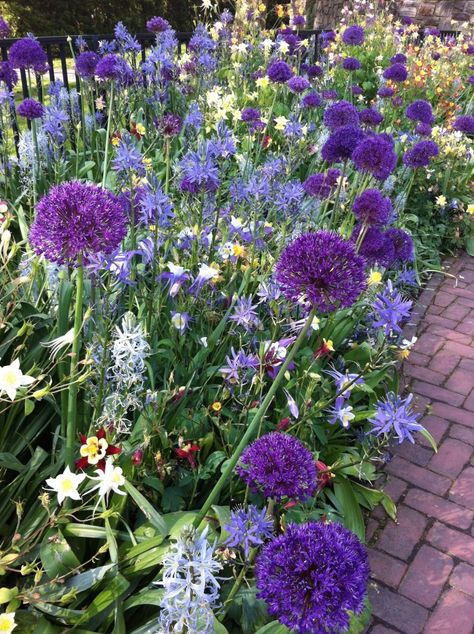 Purple allium, columbines and camassias fill a display border at Longwood Gardens in Pennsylvania. Purple Allium, Allium Garden, Allium Flowers, English Garden Design, Purple Garden, Longwood Gardens, Spring Plants, Pollinator Garden, Blue Garden