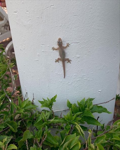 #lizard #holiday #mexico #aesthetic #animals #reptiles Nature, Citadel Aesthetic, Lizards Aesthetic, Lizard Aesthetic, Second Citadel, Reptile Aesthetic, Tiny Lizard, Mexico Aesthetic, Aesthetic Animals