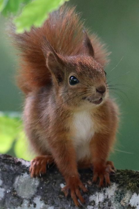 Sweden, naturally. | Red squirrel/ekorre. Paintings Cute, Squirrel Pictures, Squirrel Art, Animals Forest, Squirrel Funny, Wallpaper Animal, Animal Print Wallpaper, Cute Squirrel, Animals Funny