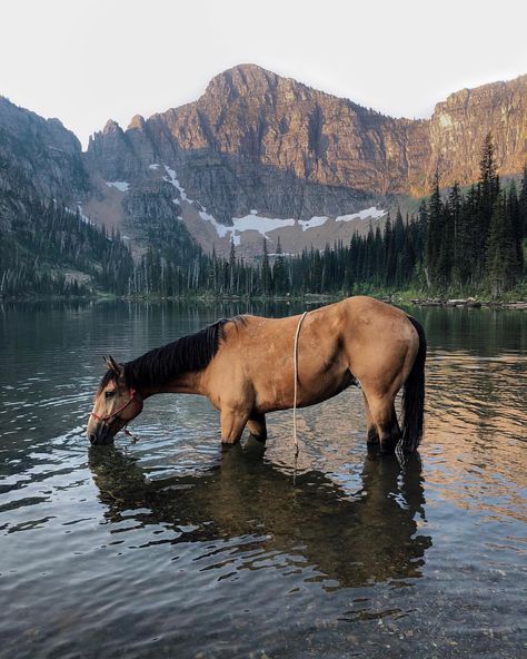 Real Photos Of Nature, Chestnut Morgan Horse, Black Western Horse, Cool Horses, Mustangs Horse, Horses English, Horses Aesthetic, Aesthetic Horse, Horses Photos