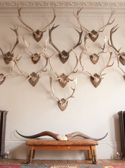 The Caledonian Mining Expedition Company: Alex MacArthur (forever) Decorating With Antlers, Antler Mount, European Mount, Deer Mounts, Antler Wall, Trophy Rooms, Casa Exterior, Elements Of Style, Deer Head