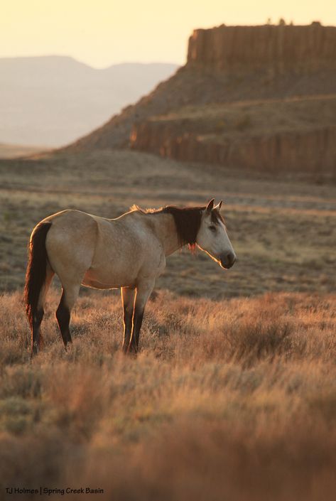 Buckskin Mustang Horse, Mustang Horse Wallpaper, Horse In The Desert, Wild Horse Photography, Mustang Horse Aesthetic, Cool Horses, Mustangs Horse, Mustang Aesthetic, Wild Mustang Horses