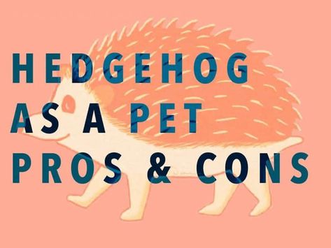 Kawaii, Amigurumi Patterns, Hedgehog Care Guide, Hedgehog Cage Ideas Cute, Hedgehogs Cute, Hedgehog Enclosure, Hedgehog Cage Ideas, Hedgehog Food, Hedgehog Care