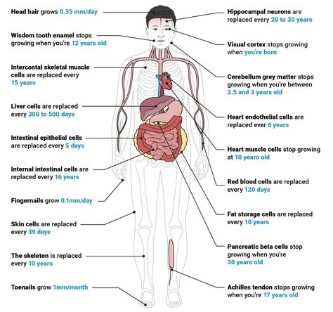 Our bodies are continually regenerating from our inborn self-healing capacity. Daily health habits help you rejuvenate to reach your personal Peak Health Potential! ~ Dr. Dan Davidson, BackResort.com Healing Music, Heart Muscle, Medical Facts, Body Cells, Cell Therapy, Cell Regeneration, Skeletal Muscle, Body Balance, Red Blood Cells