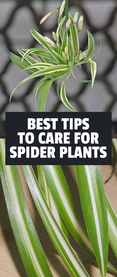 Spider Plant Care, Household Plants, Spider Plant, Plant Care Houseplant, Indoor Plant Care, Inside Plants, House Plant Care, Spider Plants, The Spider