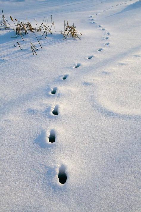 Introduce Annotation: Track footprints in snow Animal Tracks In Snow, December Moon, Coyote Tracks, Deer Tracks, Snow Animals, Deer Pictures, Animal Tracks, Painting Snow, Garden Animals