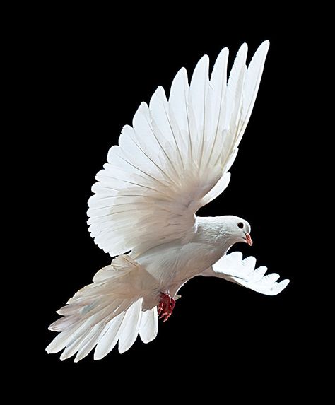 White Bird Feather Wildlife background White Dove, White Bird, White