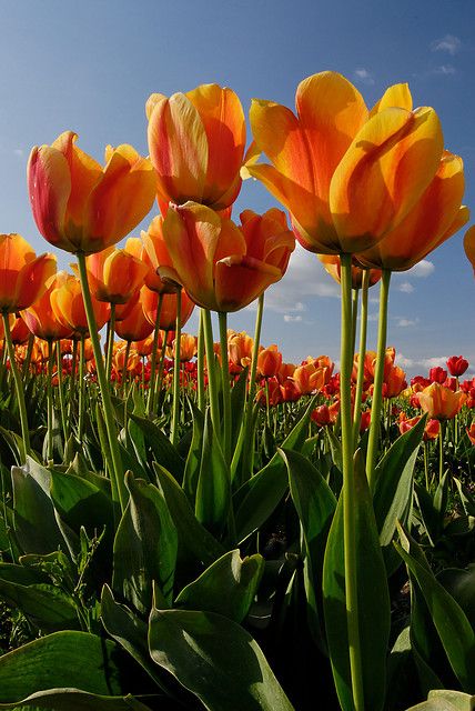 Tulip Field Nature, Corner Garden Ideas, Skagit Valley Tulip Festival, Garden From Scratch, Tulip Field, Skagit Valley, Aesthetic Garden, Corner Garden, Tulip Festival
