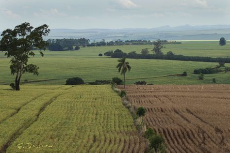 Brazil countryside by F.Dassan Brazil, Brazil Countryside, Countryside Aesthetic