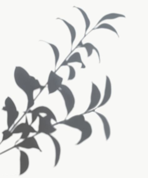 Shadow of leaves on a white wall | free image by rawpixel.com Shade Plants, Croquis, Hera Art, Png Shadow, Plant Shadow, Plant Silhouette, Shadow Png, Shadow Tree, Aesthetic Plant
