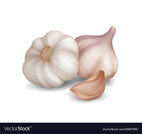 Photo realistic garlic on white background Vector Image Garlic Images, Garlic Vector, Garlic Photo, White Vegetables, Vegetable Drawing, Vegetable Pictures, Vegetable Illustration, Fruits Drawing, Vegetable Garden Diy