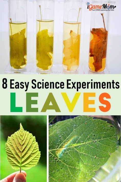 Gardening With Kids, Life Science Experiments, Leaf Science, Parts Of Plants, Stem Activities For Kids, Life Science Activities, Fall Science, Fun Stem Activities, About Trees