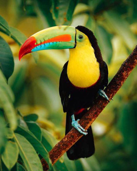 Planning a trip to Costa Rica? In this post I my Cost Rica Travel Tips including the best places to see and must see destinations, including hotel tips, the best photo spots in Costa Rica, and the best activities in Costa Rica / #costarica Costa Rica Travel Guide, Costa Rica must see, Costa Rica highlights // a toucan sitting on a tree in Costa Rica Colourful Birds, Keel Billed Toucan, Tropical Animals, Arte Inspo, Colorful Animals, Tropical Birds, Exotic Birds, Bird Drawings, Pretty Birds