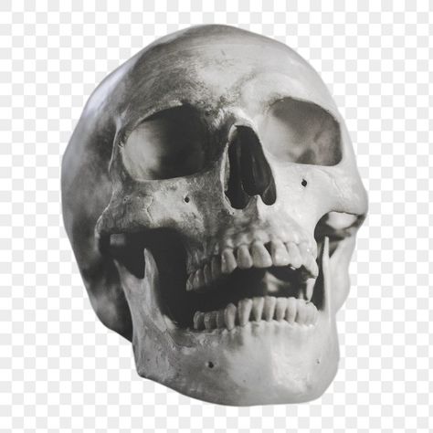 Skull Png Aesthetic, Transparent Halloween Png, Pictures With Transparent Background, Images With Transparent Background, Graphic Design Skull, Grunge Stickers Png, Png Graphics Design, Graphic Design Elements Png, Transparent Images Png