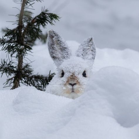 U.S. Department of the Interior Biomes Project, Snowshoe Hare, Ny Life, Boreal Forest, Bunny Pictures, Bunny Lovers, Winter Animals, Pet Life, Snow Shoes