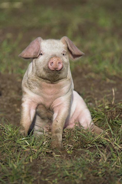 Pig Reference Photo, Pig Reference, Pig Photography, Pig Photos, Pig Photo, Pig Cute, Pig Images, Pig Breeds, White Pig