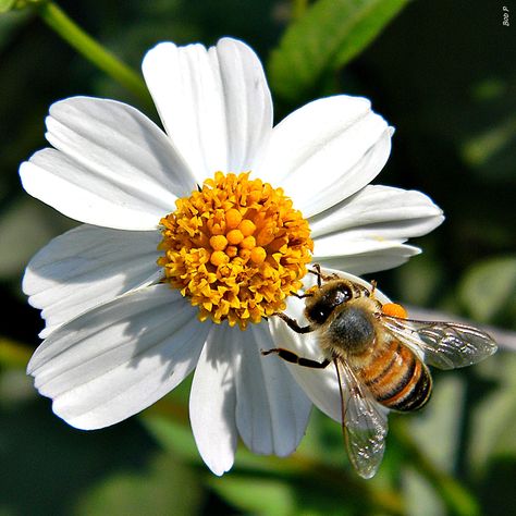 Nature, Insects On Flowers, Bee Flower Drawing, Honeybee On Flower, Bumble Bee On A Flower, Bees In Flowers, Bidens Alba, Bumble Bee On Flower, Honey Bee On Flower