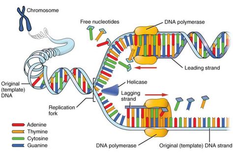 Ap Biology, Biology Lessons, Dna E Rna, Dna And Genes, Dna Polymerase, Dna Replication, Dna Molecule, Biology Classroom, Nucleic Acid