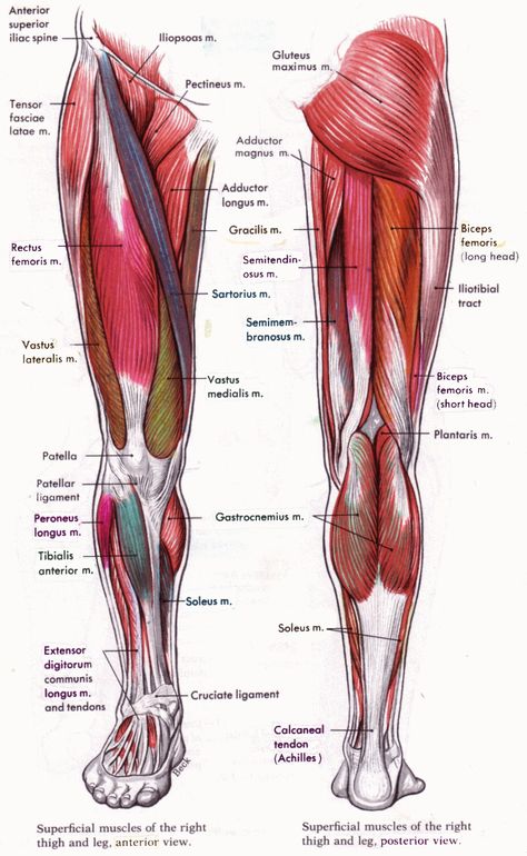 Leg Muscles Diagram, Leg Muscles Anatomy, Muscle Diagram, Leg Anatomy, Human Muscle Anatomy, Stil Masculin, Yoga Anatomy, Human Body Anatomy, Muscular System