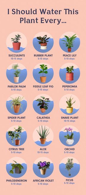 I Should Water This Plant Every... - Blogs & Forums Mixing Indoor Plants In One Pot, Did You Know Facts About Plants, Plant In Water Vase, Kebun Herbal, Tanaman Sukulen, Tanaman Indoor, Tanaman Pot, نباتات منزلية, Inside Plants