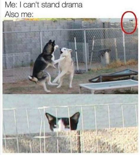 22 Funny Moments Everyone Can Relate To - Funny Gallery Sports Memes, Funny Sports, Rosewood Chronicles, 4 Panel Life, When You Know, Animal Memes, Cute Funny Animals, Bones Funny, You Tried