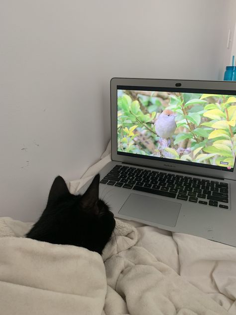 Tucked in and watching tv before going to bed Watch Tv Aesthetic, Watching Tv Aesthetic, Cat Watching Tv, Watch Tv In Bed, Joke Quote, Twenty Twenty, Tv Girl, Cat Watch, Before Going To Bed