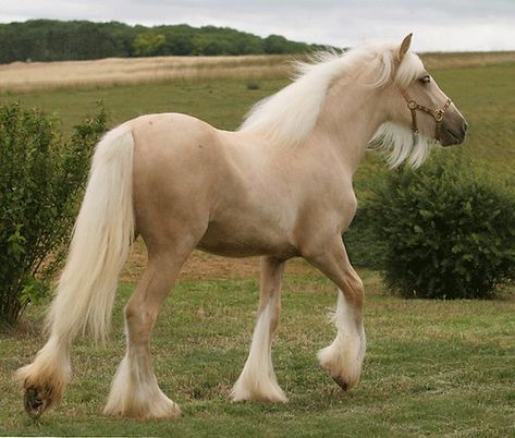 Horse Conformation Pictures, Palomino Horse Aesthetic, Horses Aesthetic, Horse Palomino, Rasy Koni, Palomino Horse, Lady Luck, Horse Aesthetic, Most Beautiful Horses