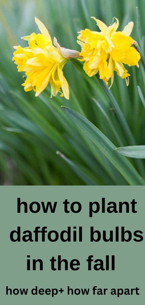 Learn how to plant daffodil bulbs in the fall for lots of flowers in spring! Learn the right depth and spacing for planting daffodil bulbs right here! Planting Daffodil Bulbs, Surface Drainage, Compost Soil, Grow Flowers, Daffodil Bulbs, Spring Flowering Bulbs, Tulip Bulbs, Clay Soil, Spring Bulbs