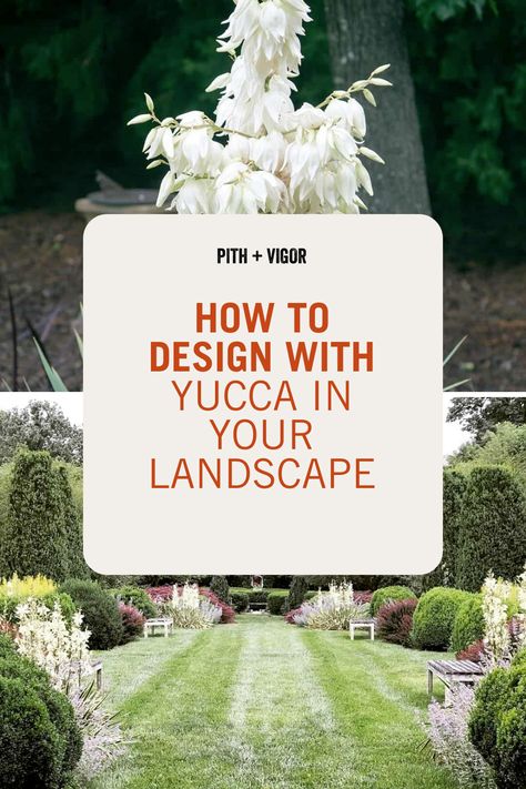 Yucca Plant Landscaping Front Yards, Yucca Plant Outdoor Pot, Landscaping With Yucca Plants, Yucca Companion Plants, Yuca Plant Outdoor, Yucca Garden Ideas, Yucca Plant Landscaping Garden Ideas, Yucca Landscaping Front Yards, Yucca Rostrata Garden