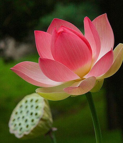 Lotus Flower Reference, Lotus Flower Photo, Flowers Singular, Lotus Reference, Flower Reference Photo, Lotus Photo, Flowers Reference, Bali Flowers, Louts Flower