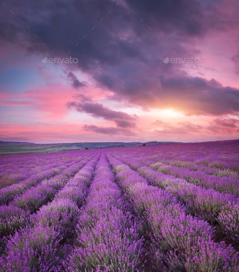 Meadow of lavender. by rozum. Meadow of lavender. Nature composition. #Sponsored #lavender, #Meadow, #rozum, #composition Nature, Lavender Nature, Nature Composition, Lavender Meadow, Countryside Art, Scene Art, Business Advertising Design, Business Advertising, Advertising Design