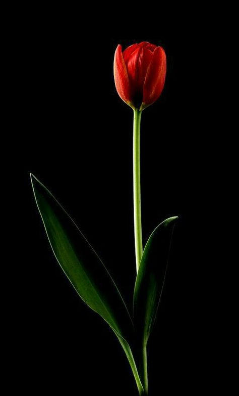 The single Red Tulip with Black Background. Red Tulips Photography, Tulips Photography, Photograph Food, People And Dogs, Red Roses Wallpaper, Huntington Beach California, Orange Tulips, Rose Flower Wallpaper, Oil Refinery