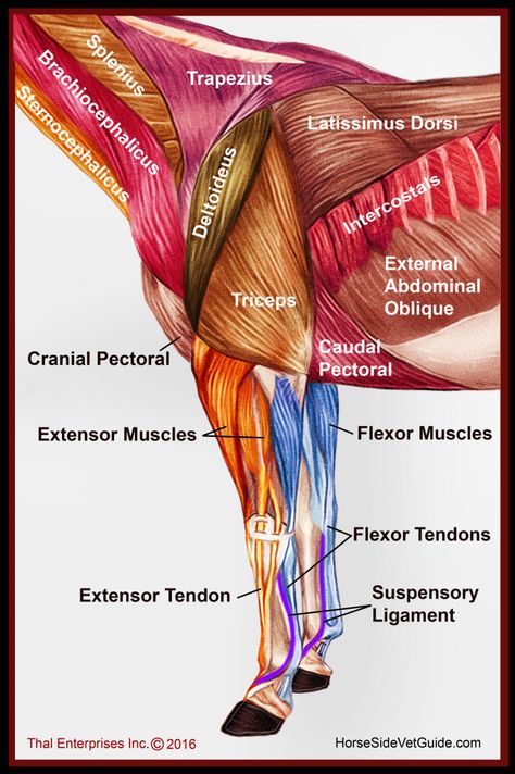 Equine Massage Therapy, Horse Massage, Equine Massage, Equine Veterinary, Studera Motivation, Healthy Horses, Vet Medicine, Equine Therapy, Horse Facts