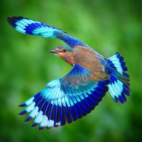 Paul Rosolie on Instagram: “The first time I saw the Indian Roller I almost lost my mind. I had no idea what it was and it took my breath away. That blue is just so…” Paul Rosolie, Indian Roller Bird, Roller Bird, Indian Roller, Lost My Mind, Take My Breath, Blue Jay, Lose My Mind, Losing Me