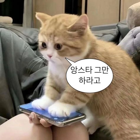 귀여운 말장난, Funny Korean, Korean Words Learning, K Meme, Jeno Nct, 귀여운 동물, Cutie Patootie, Animal Memes, Reaction Pictures