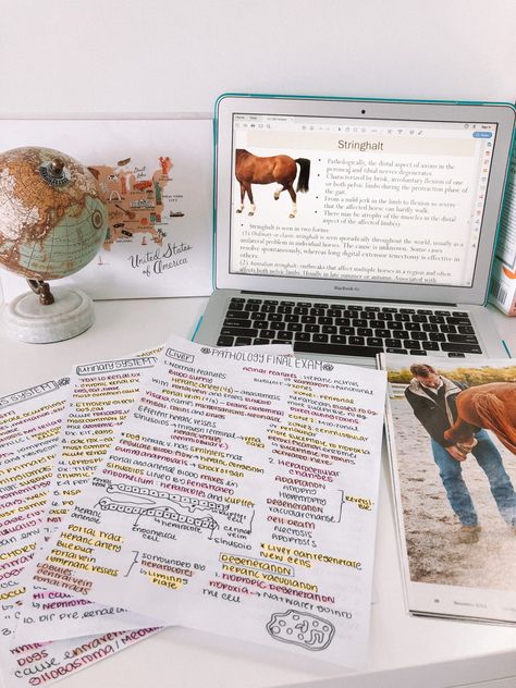 Vet Athstetic, Veterinary Study Aesthetic, Veterinary Vision Board, Farm Vet Aesthetic, Vet Nurse Aesthetic, Vet School Aesthetic, Vet Student Aesthetic, Veterinary Aesthetic, Veterinarian Aesthetic