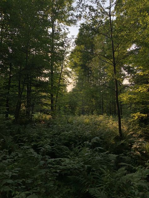 Nature, Bonito, Minnesota Forest, Michigan Aesthetic, Pentwater Michigan, Michigan Forest, Northern Attitude, Summer Camp Aesthetic, Cozy Forest