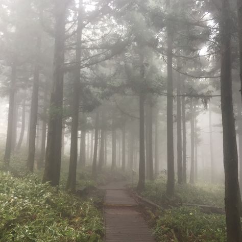 Nature, Bonito, Foggy Trees Aesthetic, Fog Forest Aesthetic, Foggy Sky Aesthetic, Fog In Forest, Foggy Woods Aesthetic, Folklorian Woods, Foggy Forest Aesthetic