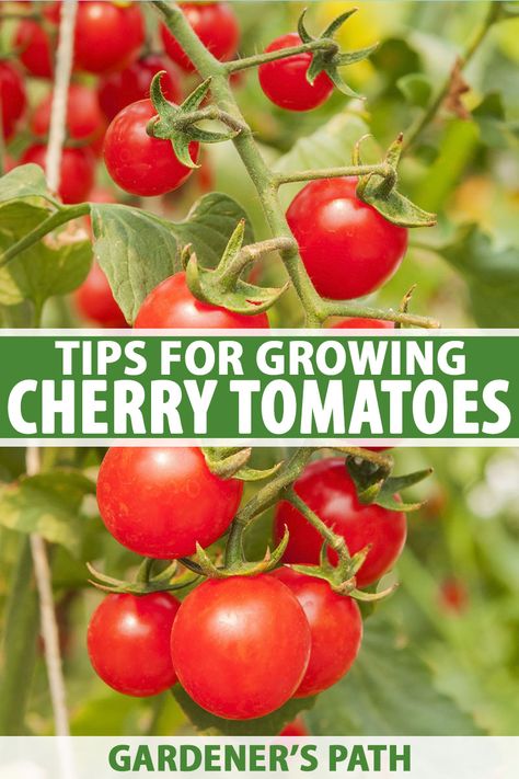 Nature, Growing Cherry Tomatoes Raised Beds, Cherry Tomato Plant Care, Growing Grape Tomatoes, Grow Cherry Tomatoes, How To Grow Cherries, Tomato Plant Care, Tomato Tree, Farmers Life