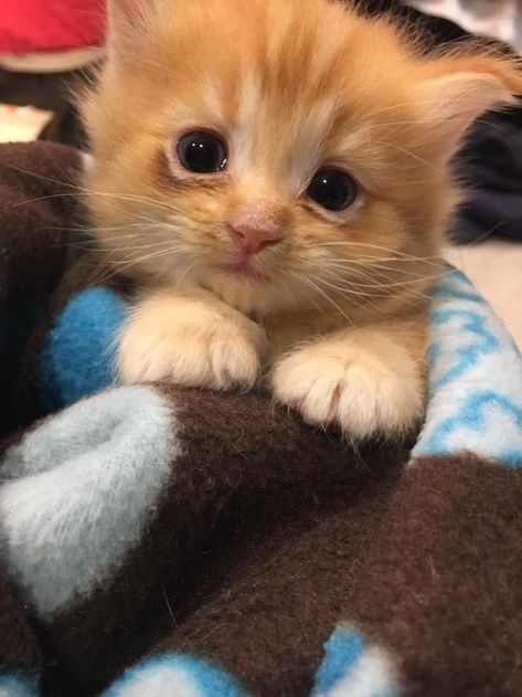 Munchkin Kitten, Cat Tips, Cute Puppies And Kittens, Orange Kittens, Image Chat, Mama Cat, Kitten Pictures, Baby Kittens, Baby Animals Funny